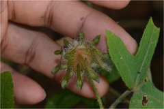 Hibiscus aculeatus